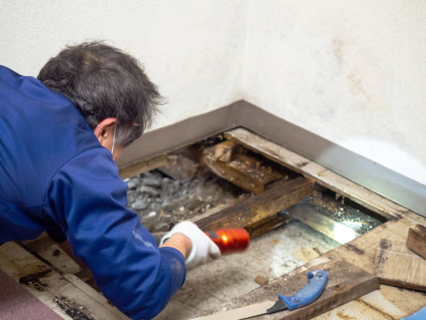 Best Local Mold Removal Service  in Minerva, OH