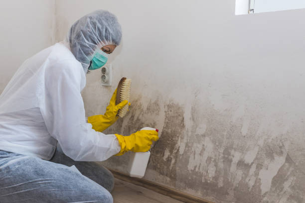 Best Mold Inspection  in Minerva, OH