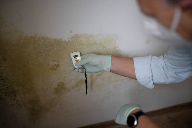 Best Attic Mold Removal  in Minerva, OH