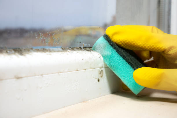 Best Residential Mold Removal  in Minerva, OH