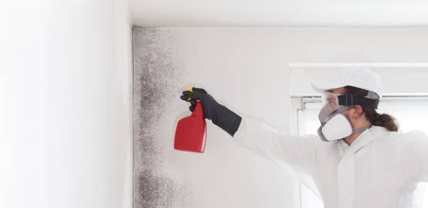Office Mold Removal Services in Minerva, OH