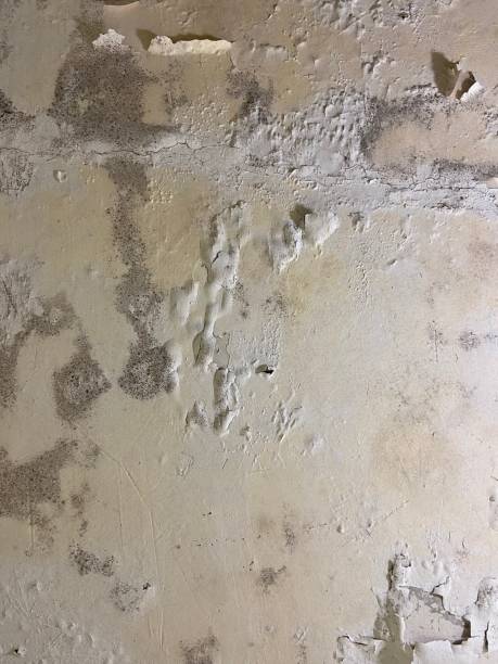 Best Mold Remediation Experts  in Minerva, OH