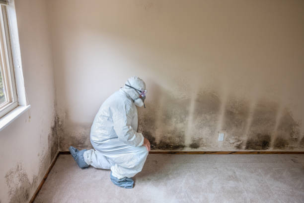 Best Mold Testing  in Minerva, OH