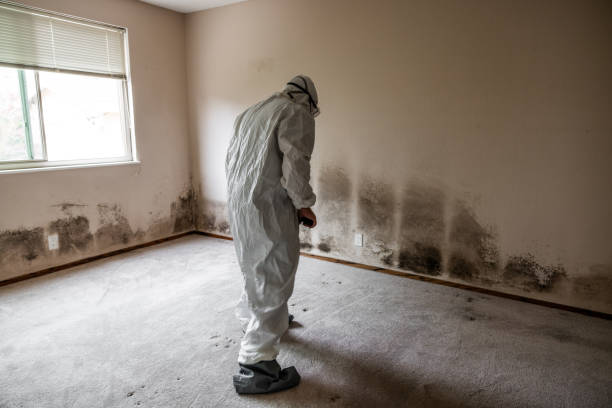 Best Toxic Mold Removal  in Minerva, OH