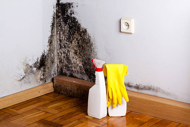 Best Mold Removal Company Near Me  in Minerva, OH