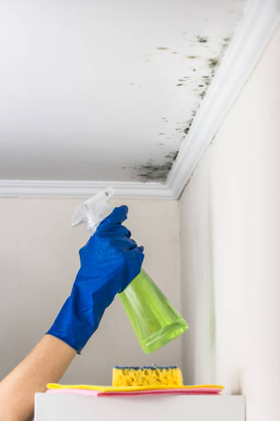 Professional Mold Removal in Minerva, OH
