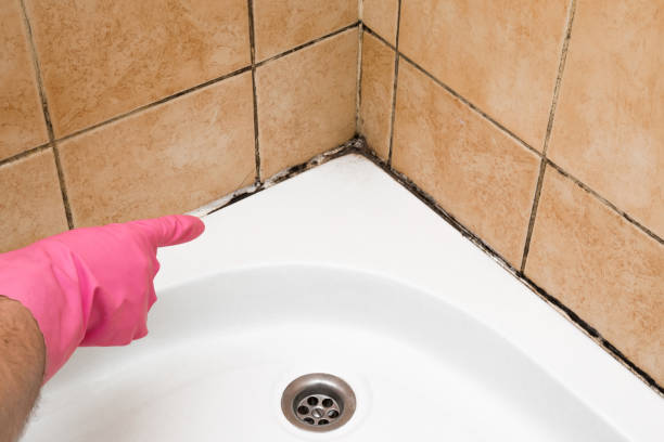 Best Home Mold Removal  in Minerva, OH